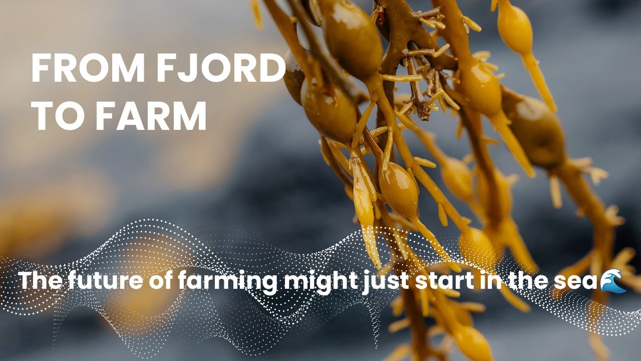 From fjord to farm - Seaweed harvesting in the Norwegian fjords