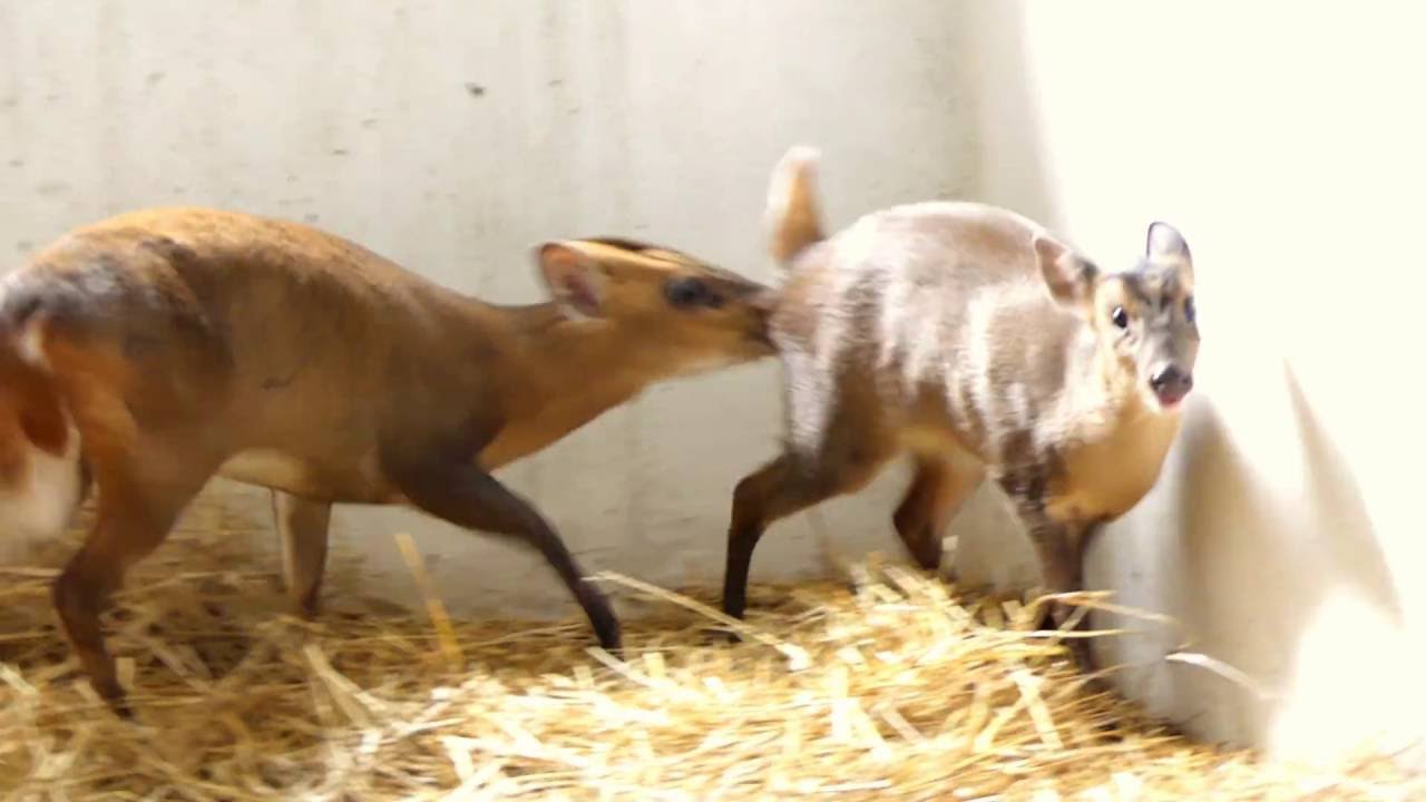 Reeves' Muntjac (Muntiacus reevesi) - [4K]