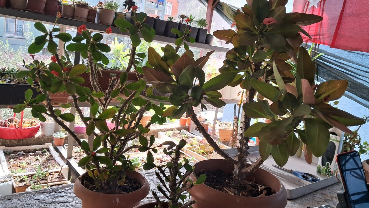 🌿 **