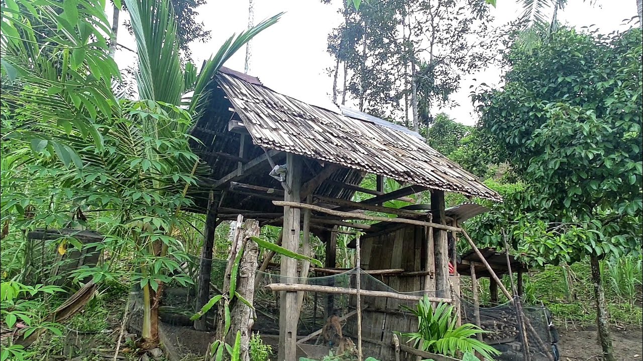 Hari Ini Pergi Kekebun, Sepanjang Jalan Diguyur Hujan, Sampai Kekebun Basah Kuyub
