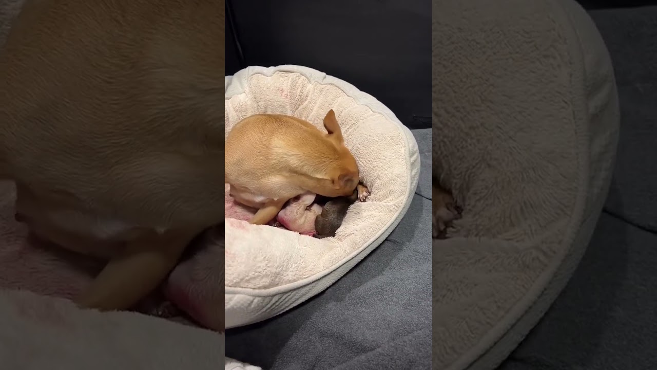 Tiny the Chihuahua giving birth to 5 puppies