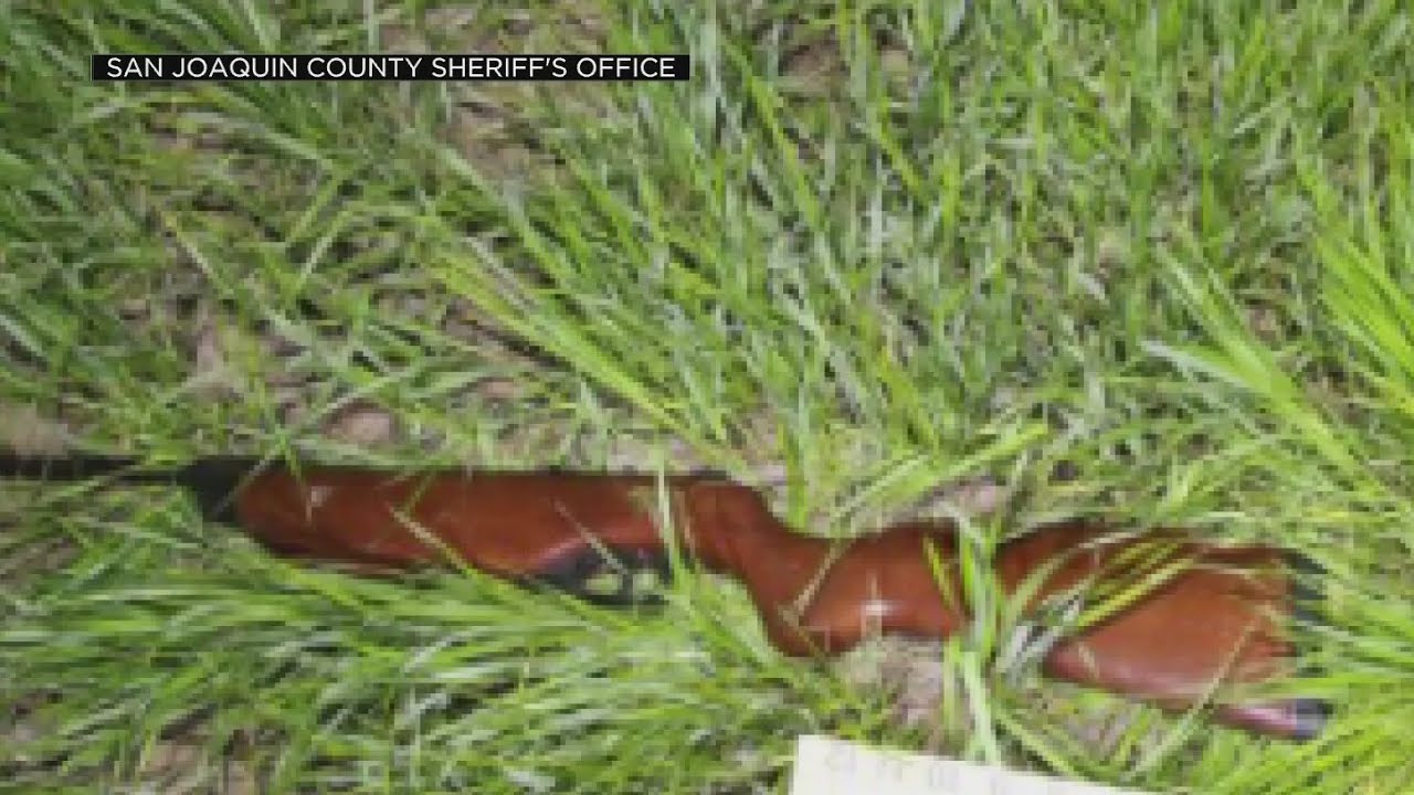Man Armed With Pellet Rifle Taken Into Custody After Noise Complaints