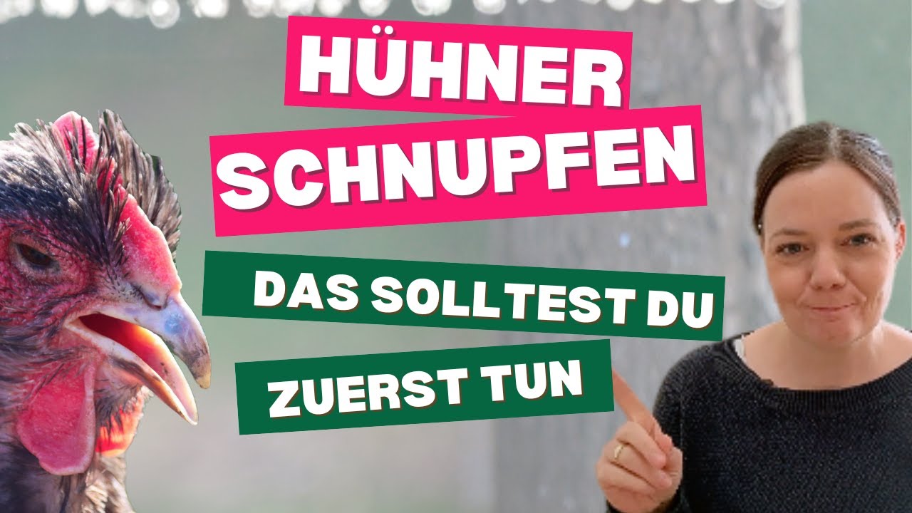 Hühnerschnupfen - Das solltest du zuerst tun, wenn deine Hühner niesen