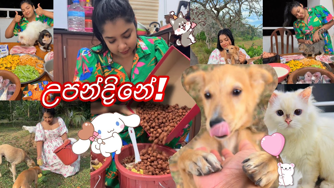 Wathsala Sewwandi | Kandy Guinea Pigs | උපන්දිනේ! 🥳#minivlog #birthday #fyp #fypシ #dog #cat #pets 🔥