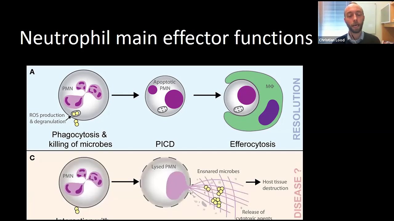 Neutrophils in Inflammation and Autoimmunity
