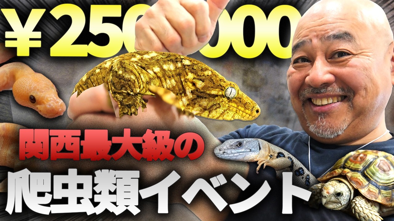 関西最大級のイベントの爬虫類が凄かった...【レプタイルズフィバー2026】