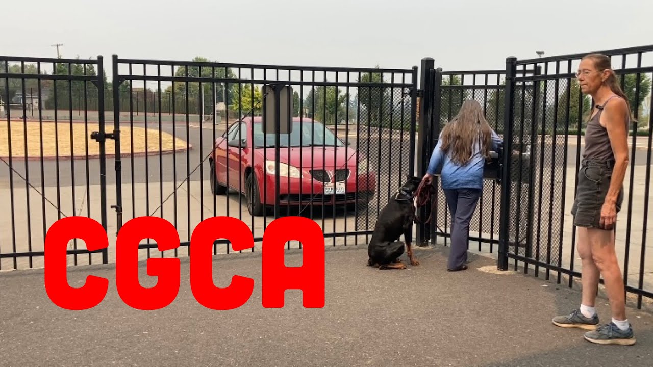 AKC Community Canine Good Citizen - CGCA - Exercises Explained and Demoed