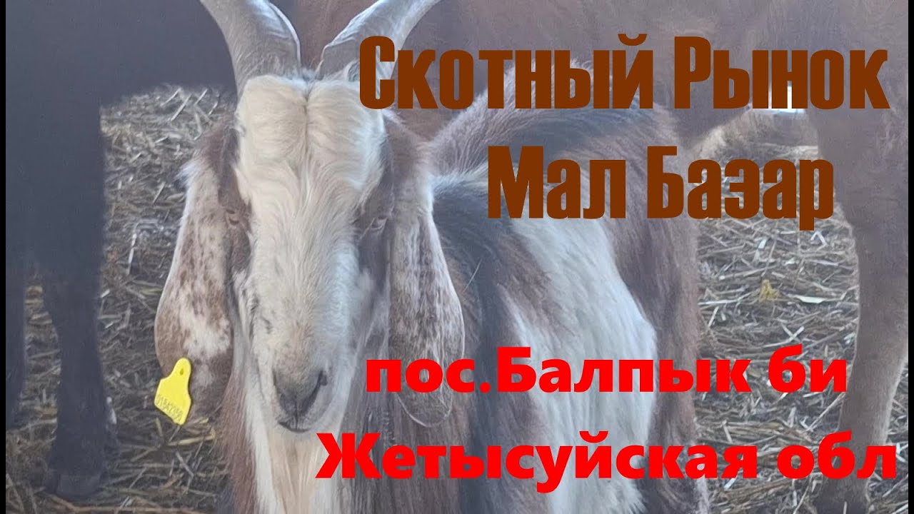 Мал базар - Скотный рынок (22.02.2025г) пос. Балпык би Жетысу обл.