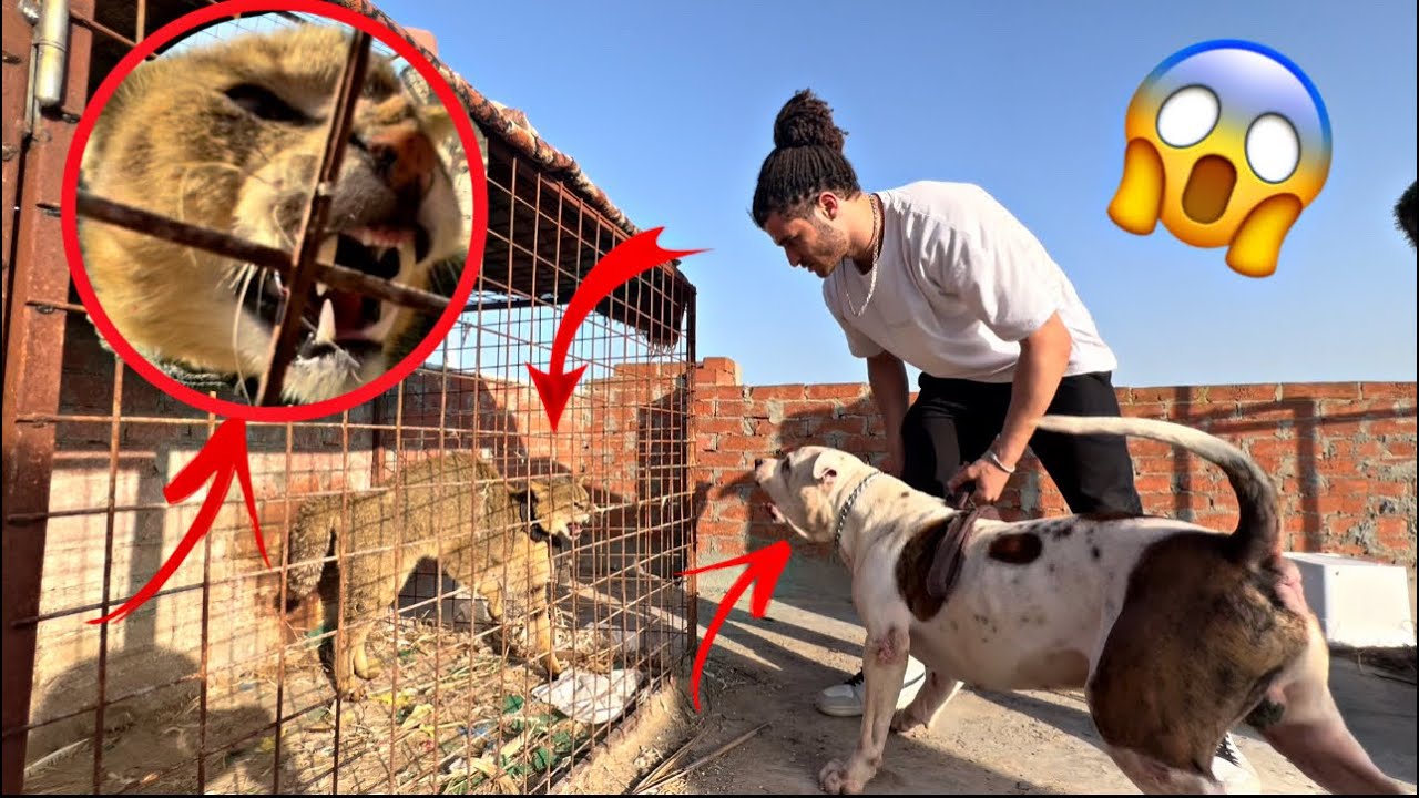 Самое ожесточенное противостояние султана, горного льва и самых крупных змей Египта