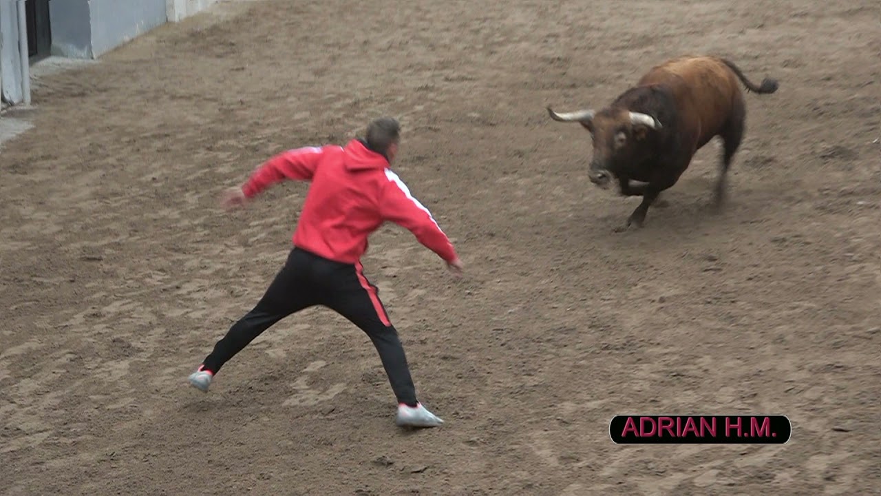 Massalfassar(V) 20-11-2021 Suelta de 4 Toros Cerriles de El torero, J.L.Pereda y Gerardo Ortega.