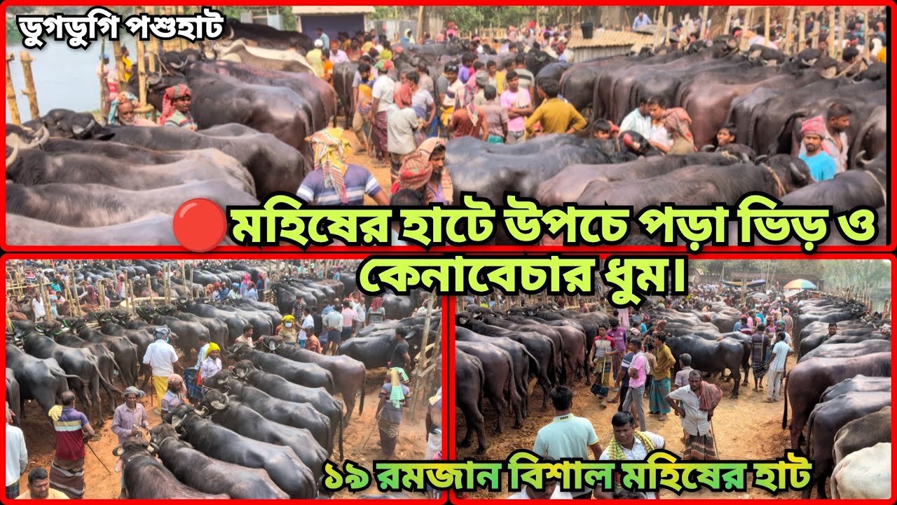 ১৯ রমজান: বিশাল মহিষের মেলা: যেমন মহিষ, তেমন দাম! #livestock #dailylife #Buffalo #monday #ডুগডুগি