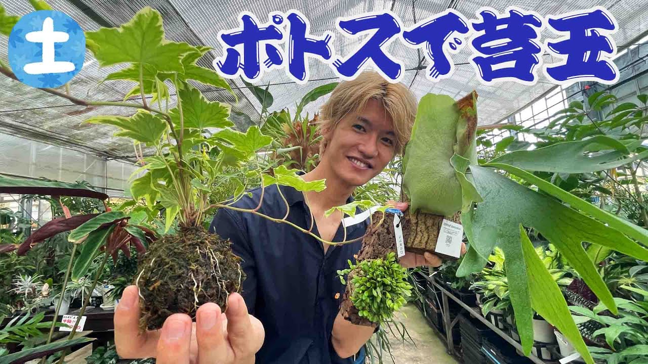 【花と緑のグリーンバレイ】風情ある苔玉の作り方！観葉植物のポトスで簡単に作れる！管理も楽【草盆栽】