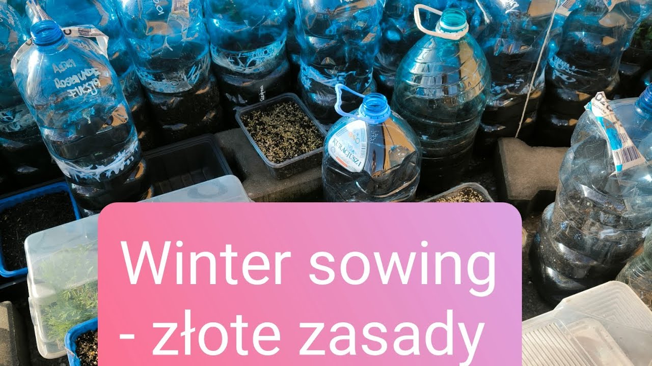 Winter sowing 🥒🌱🌿 Złote zasady i kolejne wysiewy.  Co zrobić by wysiew w butelce się udał ? 💚🌱🌿