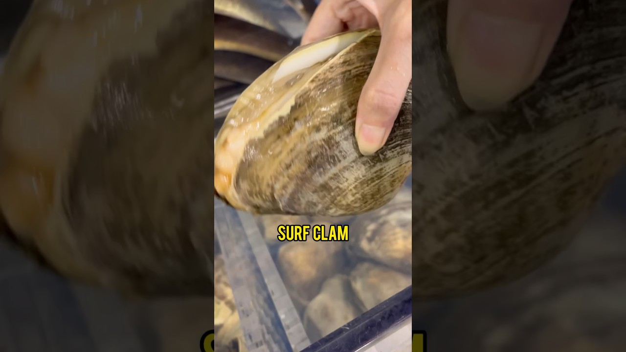 Picking jumbo live surf clam in aquarium - Seafood
