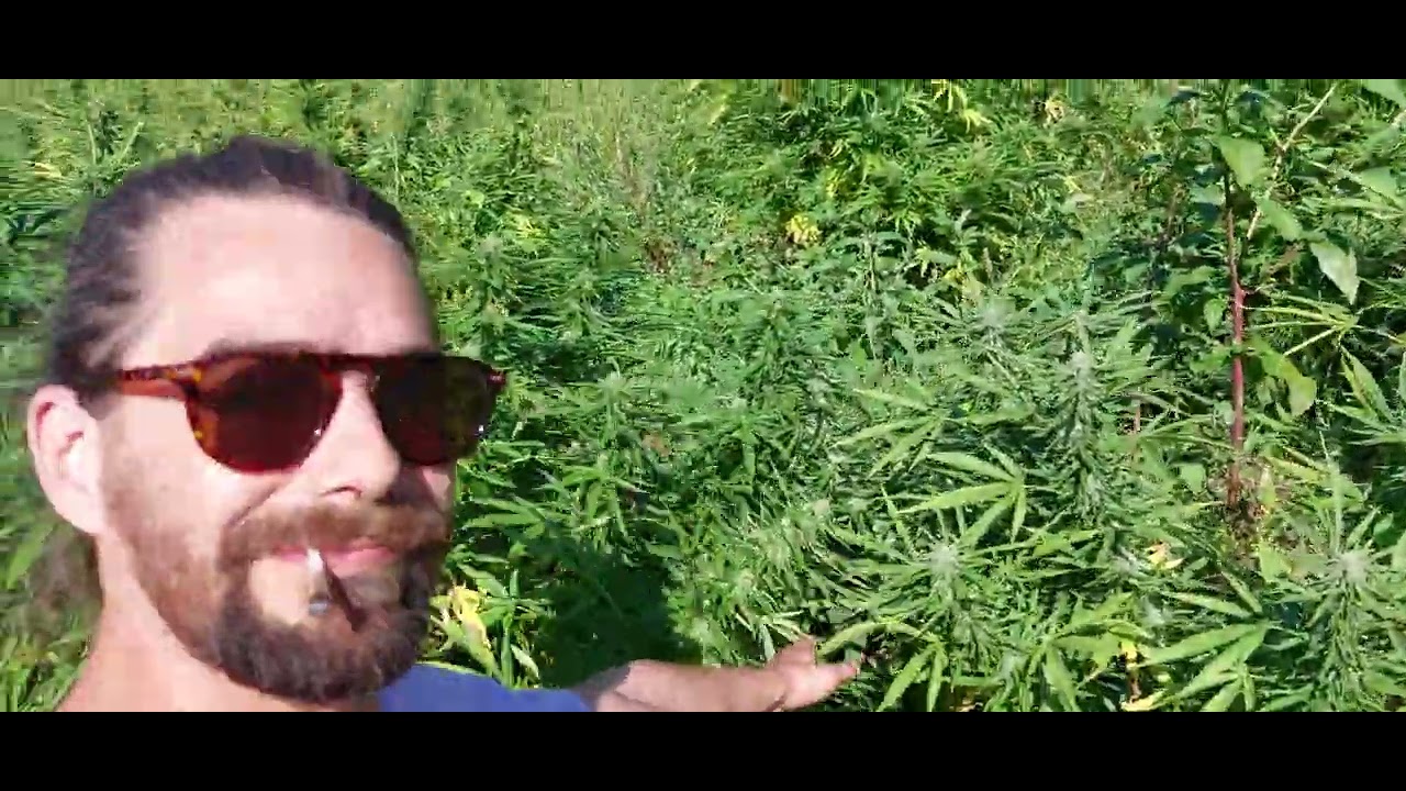 outdoor cannabis farming, cbg & cbd plants...Hemp, konoplja, kanabis, cbd, cbg