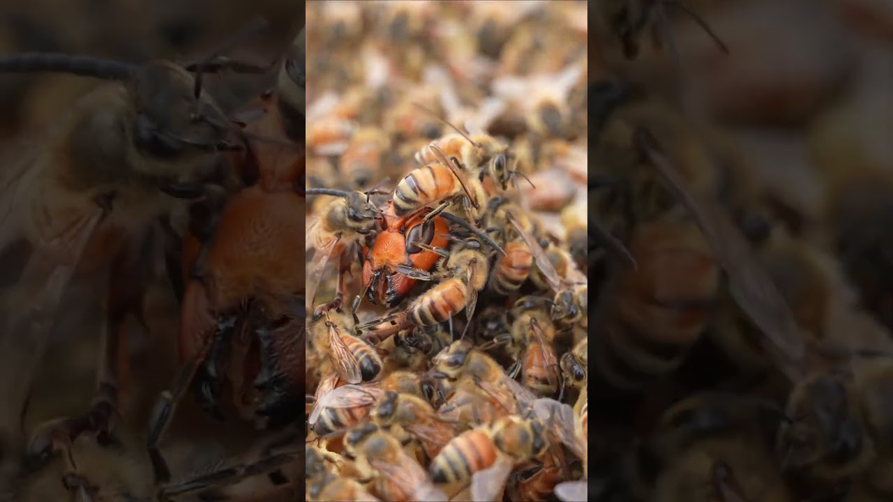 Giant Hornets vs. Western Honeybees: A Hopeless Battle