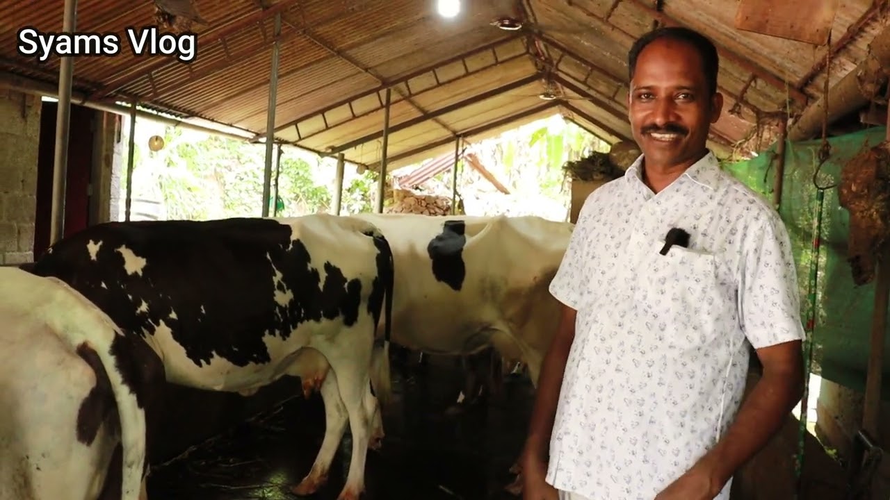 30000രൂപ മുതൽ ചന പശുക്കൾ|കേരളത്തിൽ ഏറ്റവും കുറഞ്ഞ വിലയിൽ പശുക്കളെ വിൽക്കുന്ന ഫാം|Cow sale Kerala