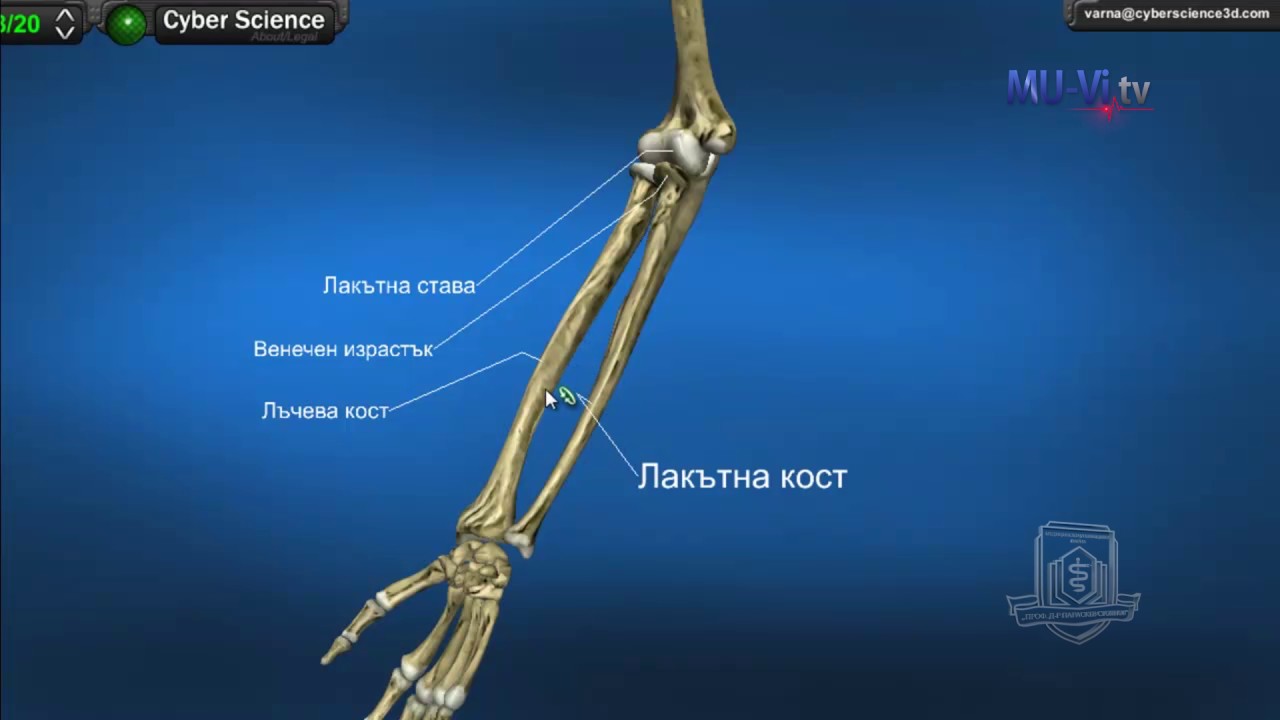 3D Обучение по анатомия – Кости на крайниците