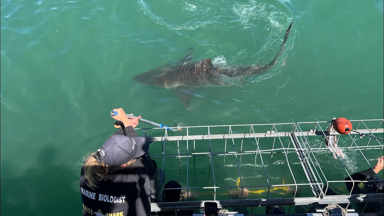 Shark Adventure #sharks #diving #ocean