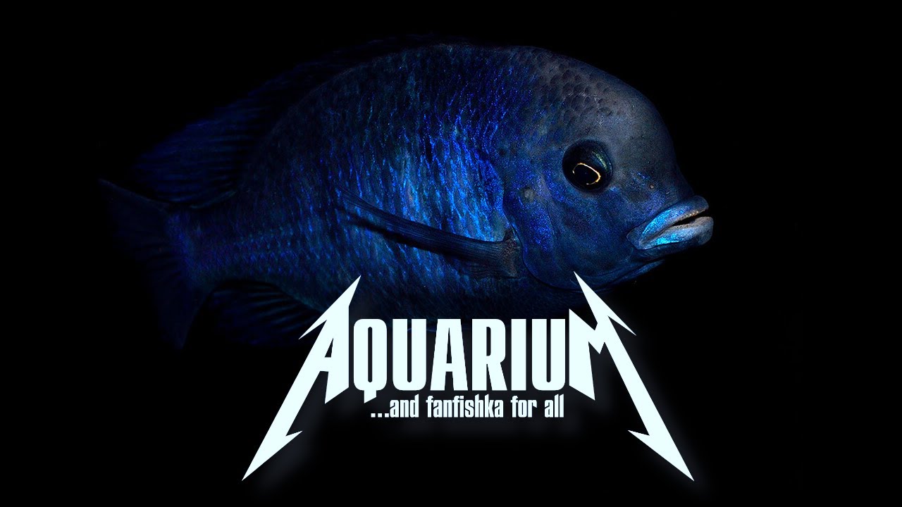 Малавийский голубой дельфин - циртокара мури