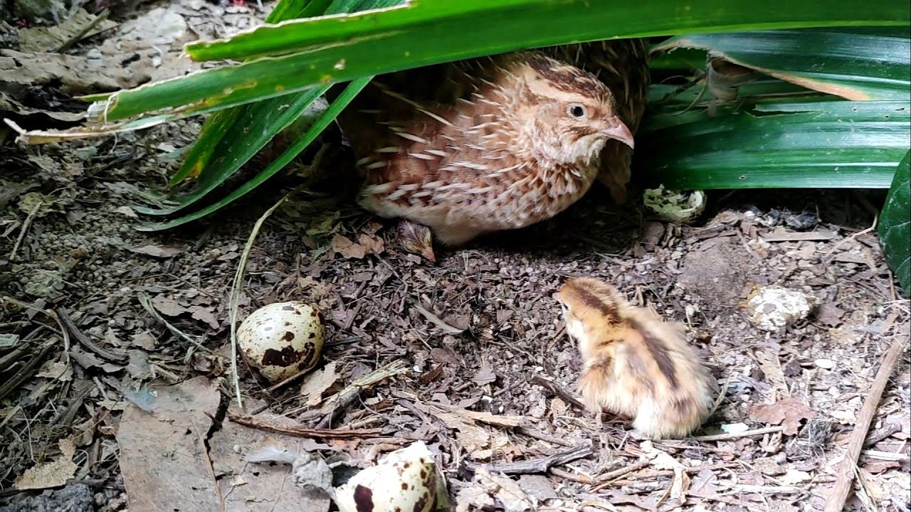 telur puyuh petelur menetas alami di aviary mini 58