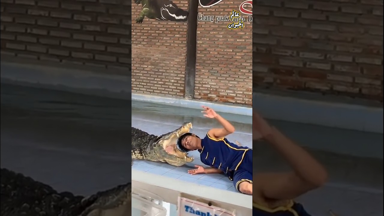 أخطر 5 حيوانات في العالم  😱🤯😱🤯