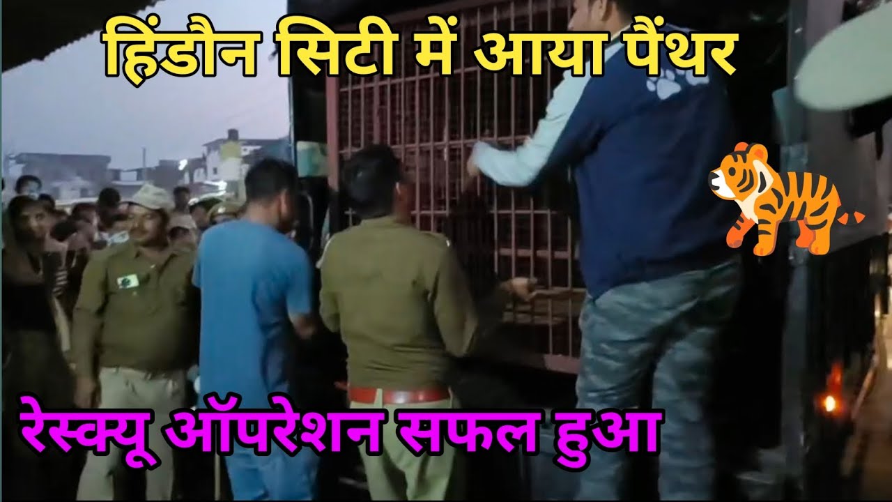 हिंडौन सिटी में आए पैंथर का रेस्क्यू ऑपरेशन हुआ सफल 🙏 #viralvideo #hindauncitynews 