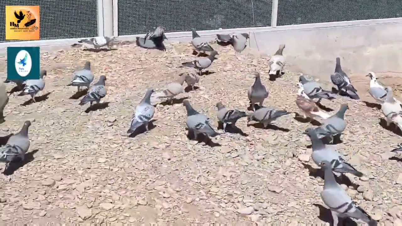 3rd Day Of Training | Harboi Mountains One Loft Race | Racing Pigeon | Best Kittel