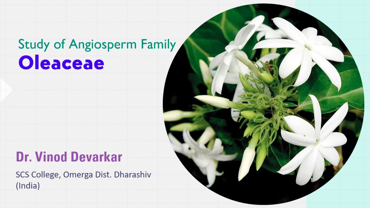 Study of Family Oleaceae by Dr. V. D. Devarkar