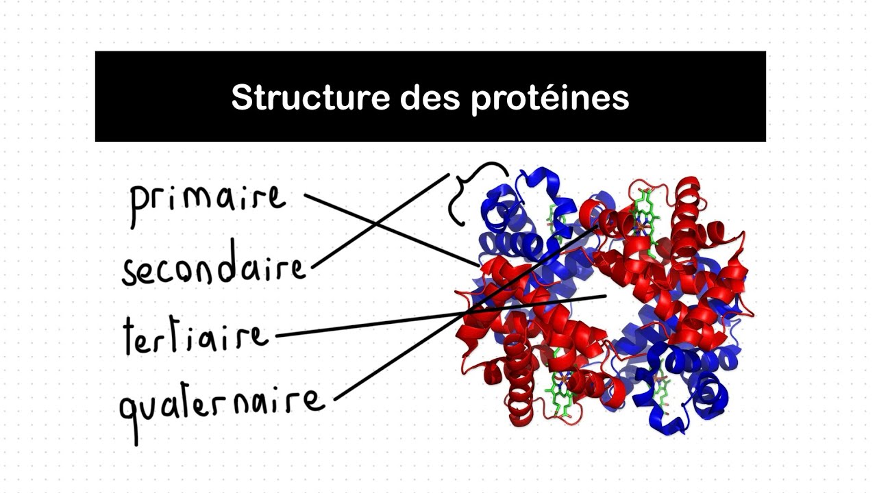 Structure des Prot&eacute;ines (primaire, secondaire, tertiaire, quaternaire) | Biochimie