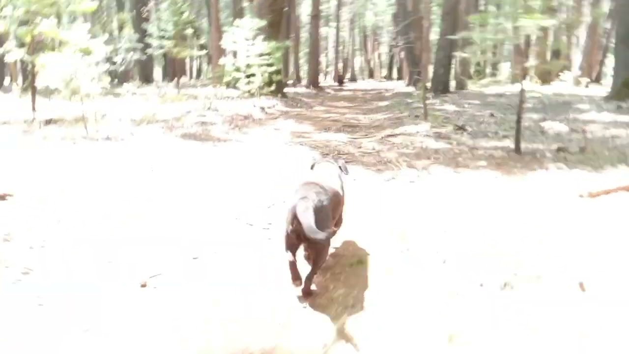Dogtown's Finest- Walking with dogs in the forest.