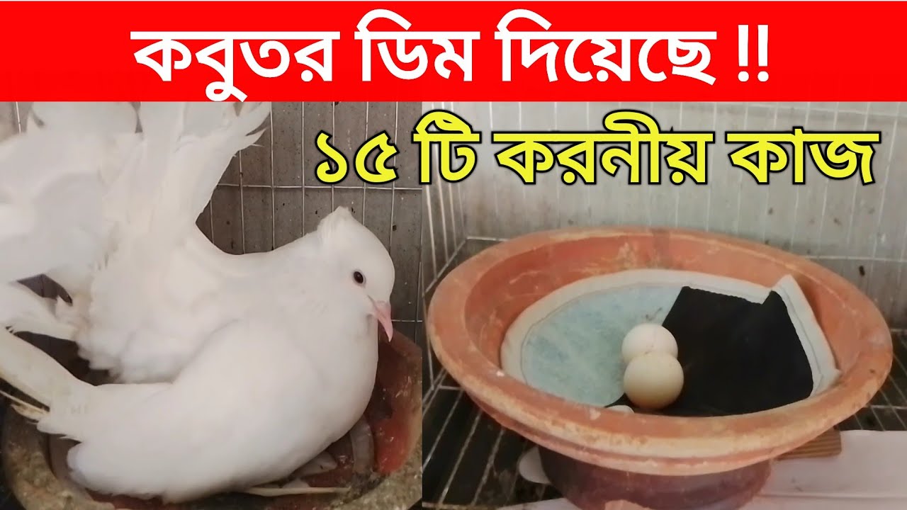 কবুতর ডিম দিলে করনীয় | কবুতর ডিম দেয়ার পর করনীয় কি | Kobutor Palon | কবুতর পালন পদ্ধতি