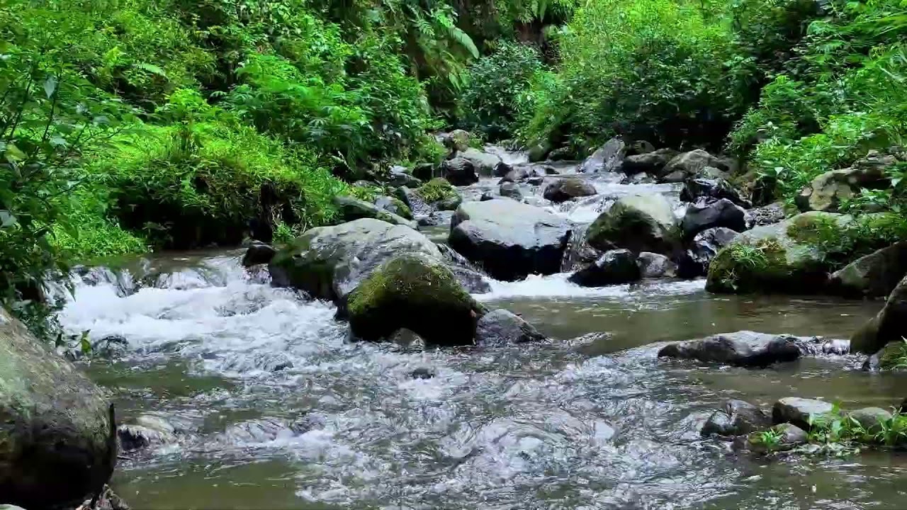 Feel inner comfort with peaceful river flow beside a serene woodland creek to bring deep rest