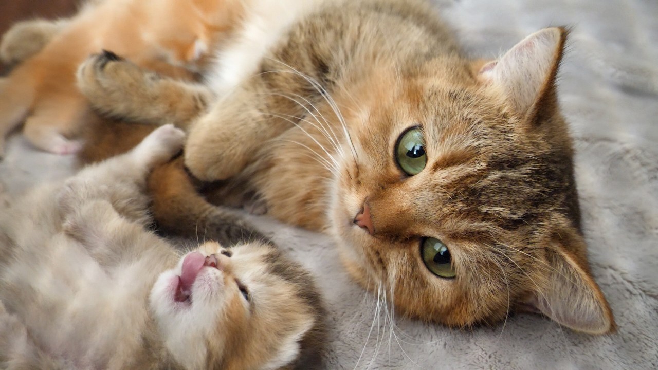 Cute mother cat sleeping while gazing lovingly at her kitten...