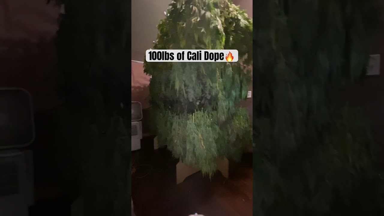 &ldquo;DriFlower&rdquo; The Ferrari of drying.