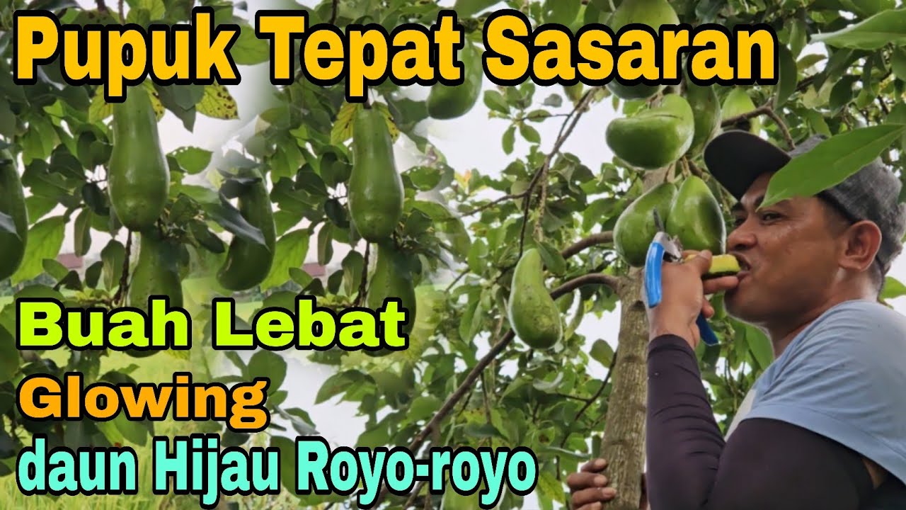 Pupuk Alpukat Siger Dengan Takaran Tepat Berbuah Lebat