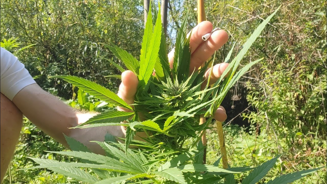 Growing Cannabis Outdoors | Uk Guerilla Grow