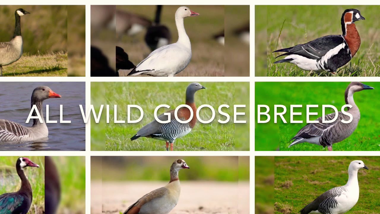 All Wild Goose Species