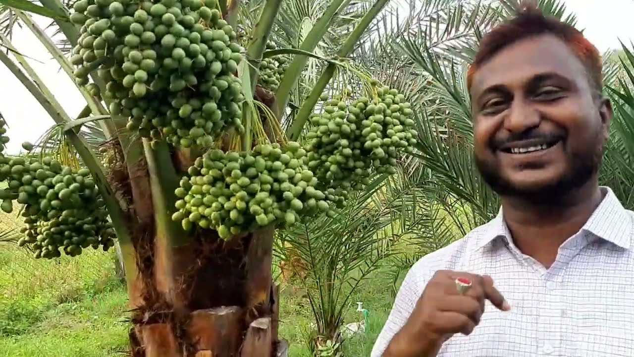 সৌদি খেজুর বাগানে চলে এলাম