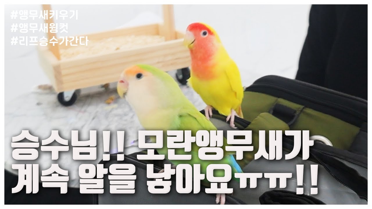 (리프승수가간다) 우리 모란앵무새가 계속 알을 낳아요ㅜㅜ !! (LIP SEUNG SOO)