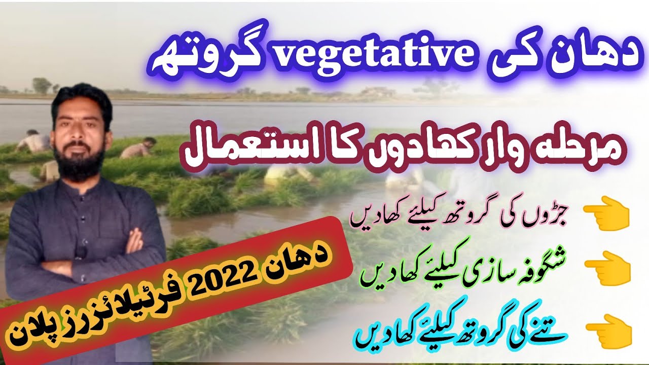 Fertilizer schedule for rice crop.  How to use fertilizer in rice crop step by step .