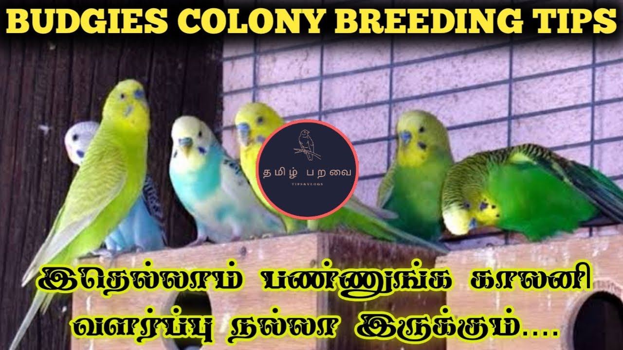 Budgies Colony Breeding Tips in Tamil | Tamil Paravai | தமிழ் பறவை