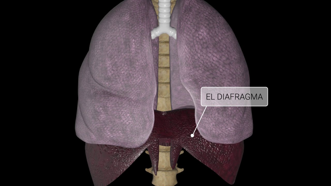 El proceso de respiraci&oacute;n