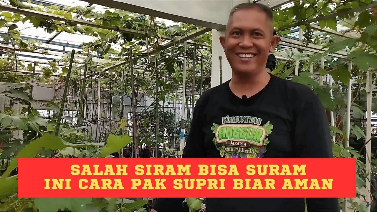 Supri Marinir Bongkar Cara Siram Anggur Biar Gak Stres!