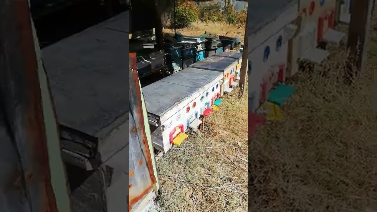 KOLONİ DESTEK KOVANI