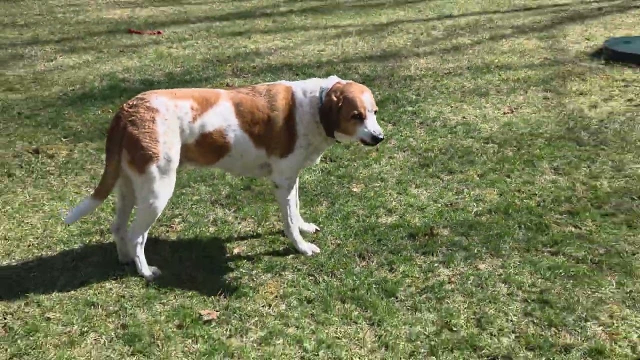Cadbury and Ollie have fun time. MUSIC ADDED.