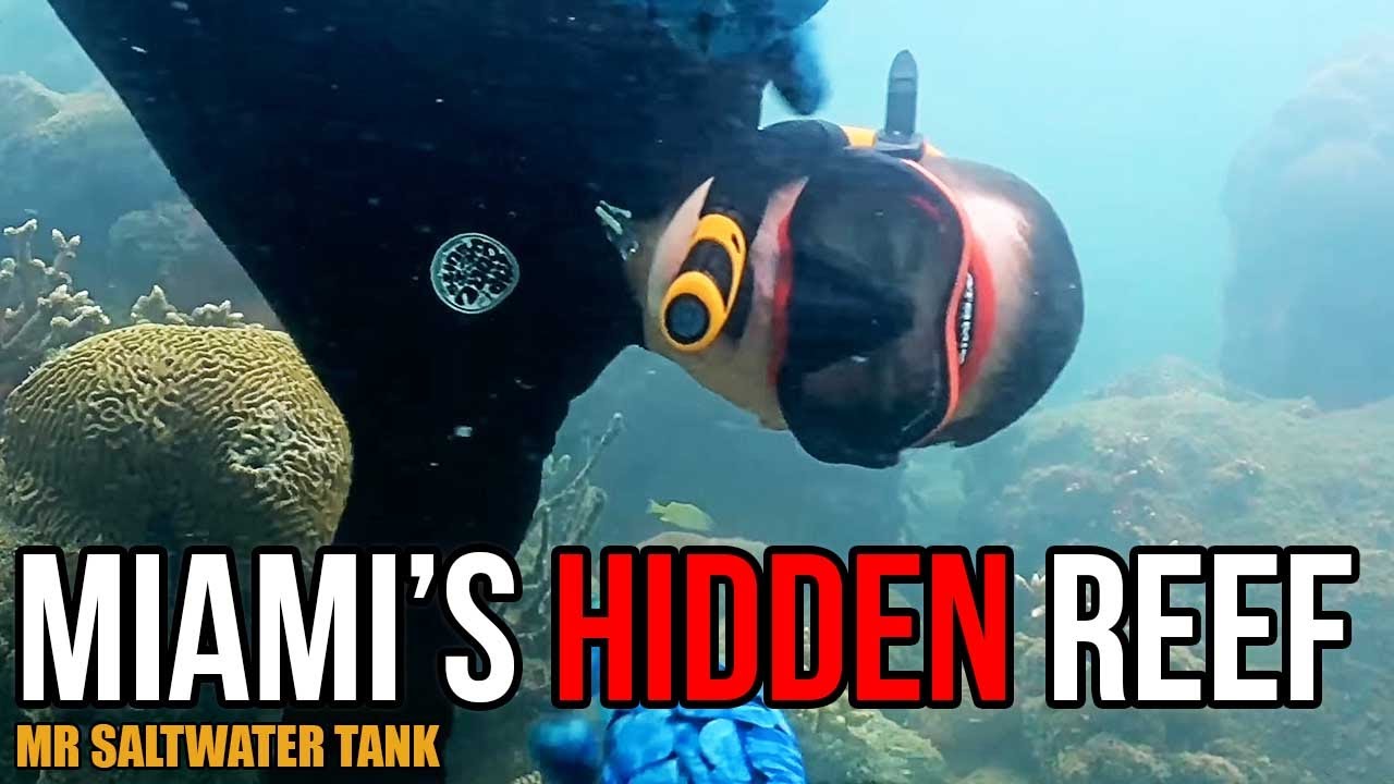 Nurkowanie w porcie Miami?! Odkrywanie Coral City i przyszłości odbudowy raf | Mr. Saltwater Tank