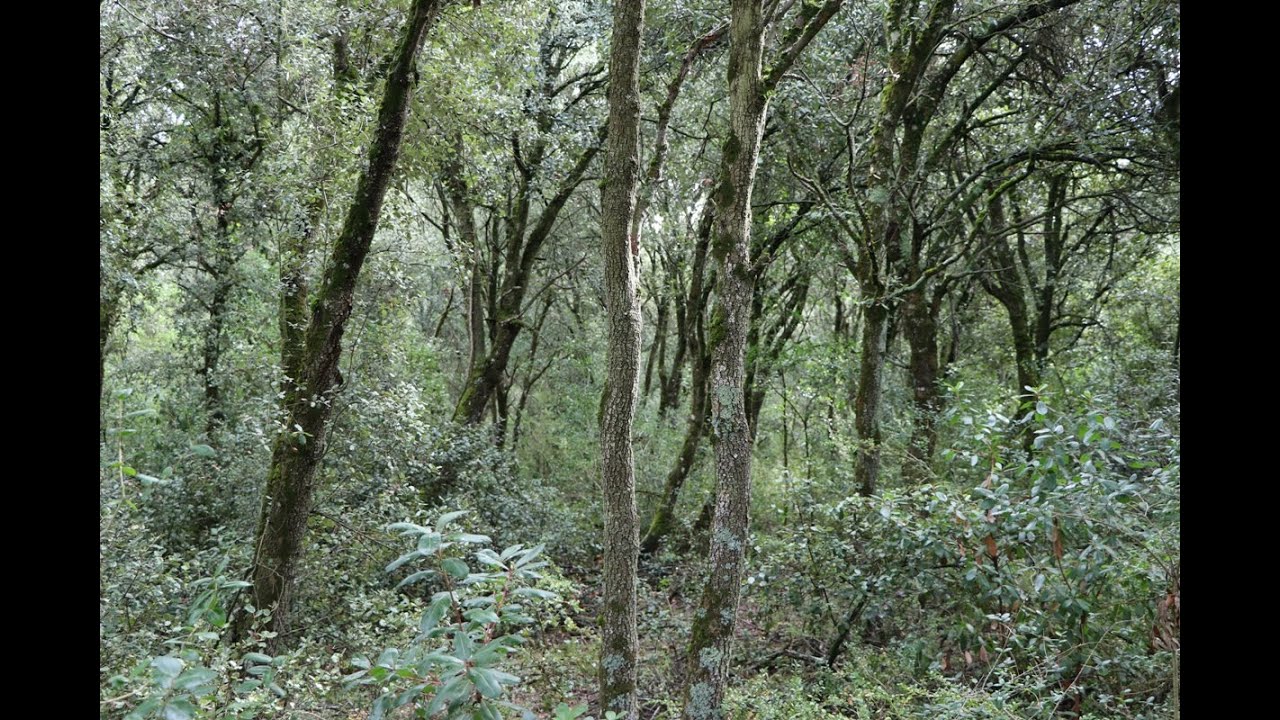 Diálogos sobre el Bosque