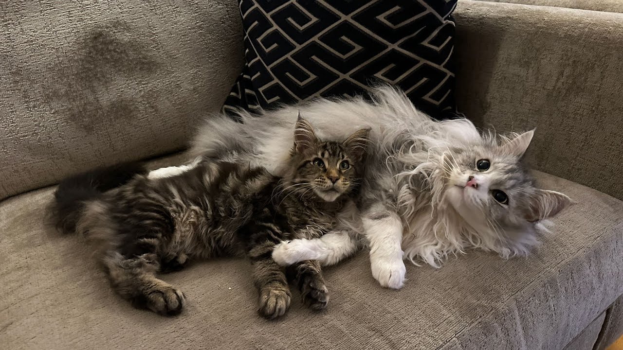 Giant cat adopts new kitten as his own! (So Cute!!)