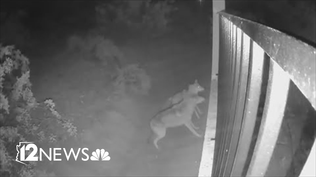 Surveillance video captures moments before coyotes attack dog in Ahwatukee